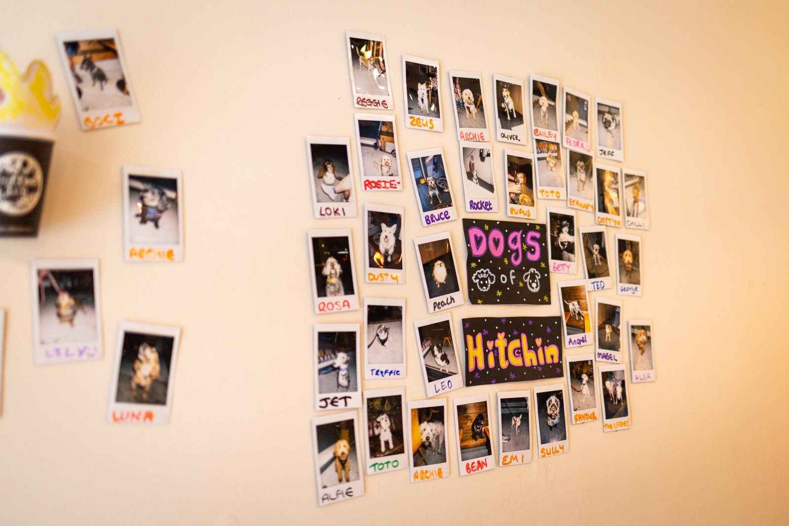 Dogs of Hitchin Polaroid wall at Coffee Lab, covered in customers' dog photos
