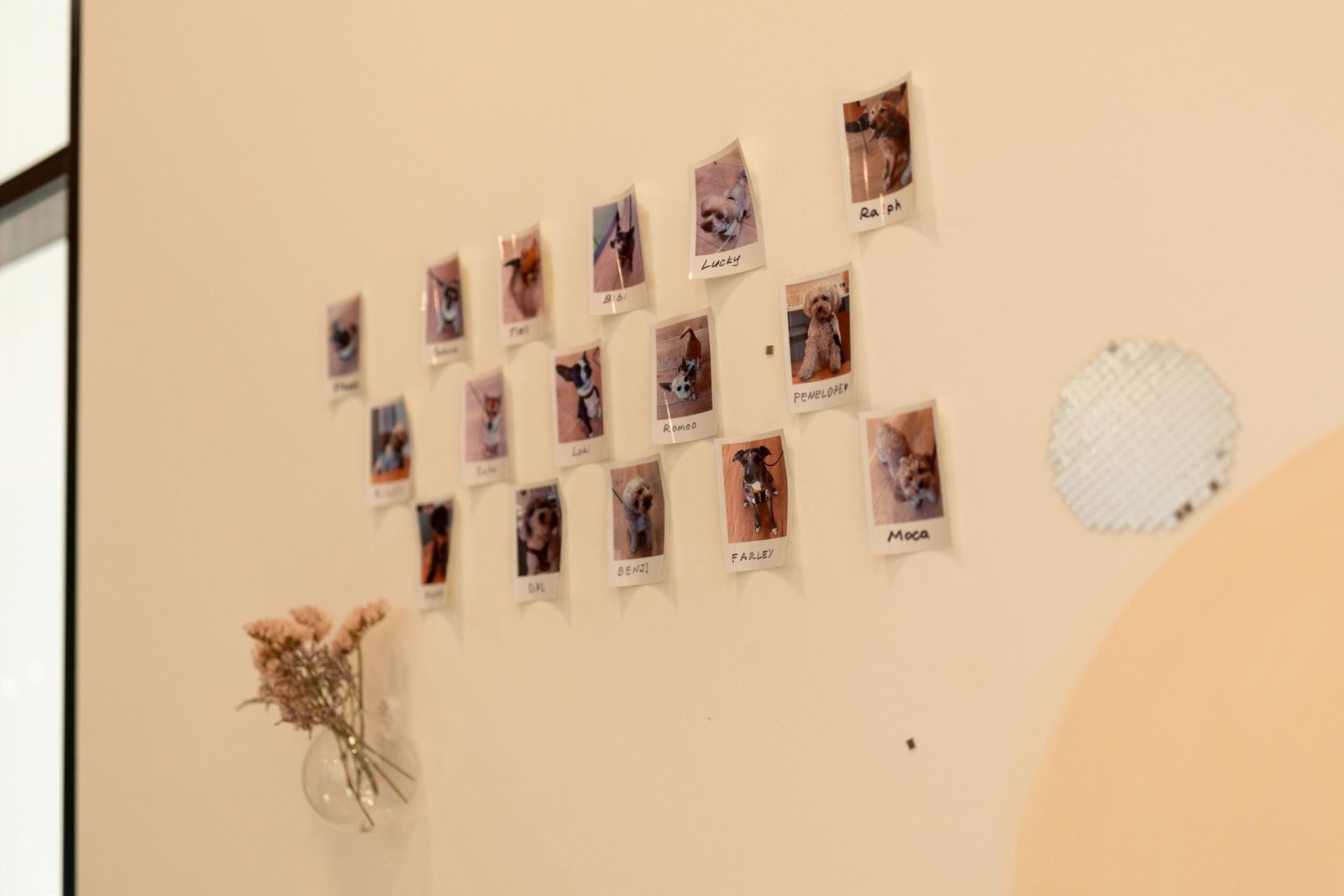 A wall of Polaroid portraits of dogs who have visited Holy Grain & Brew, each named by hand