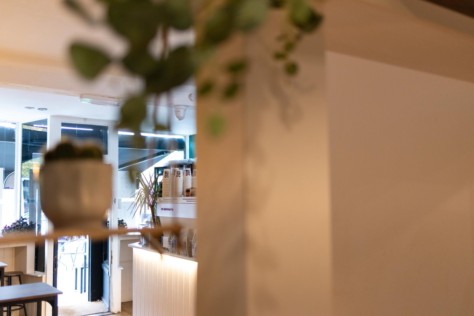 A hanging plant with the counter blurred behind at Cult Club Coffee